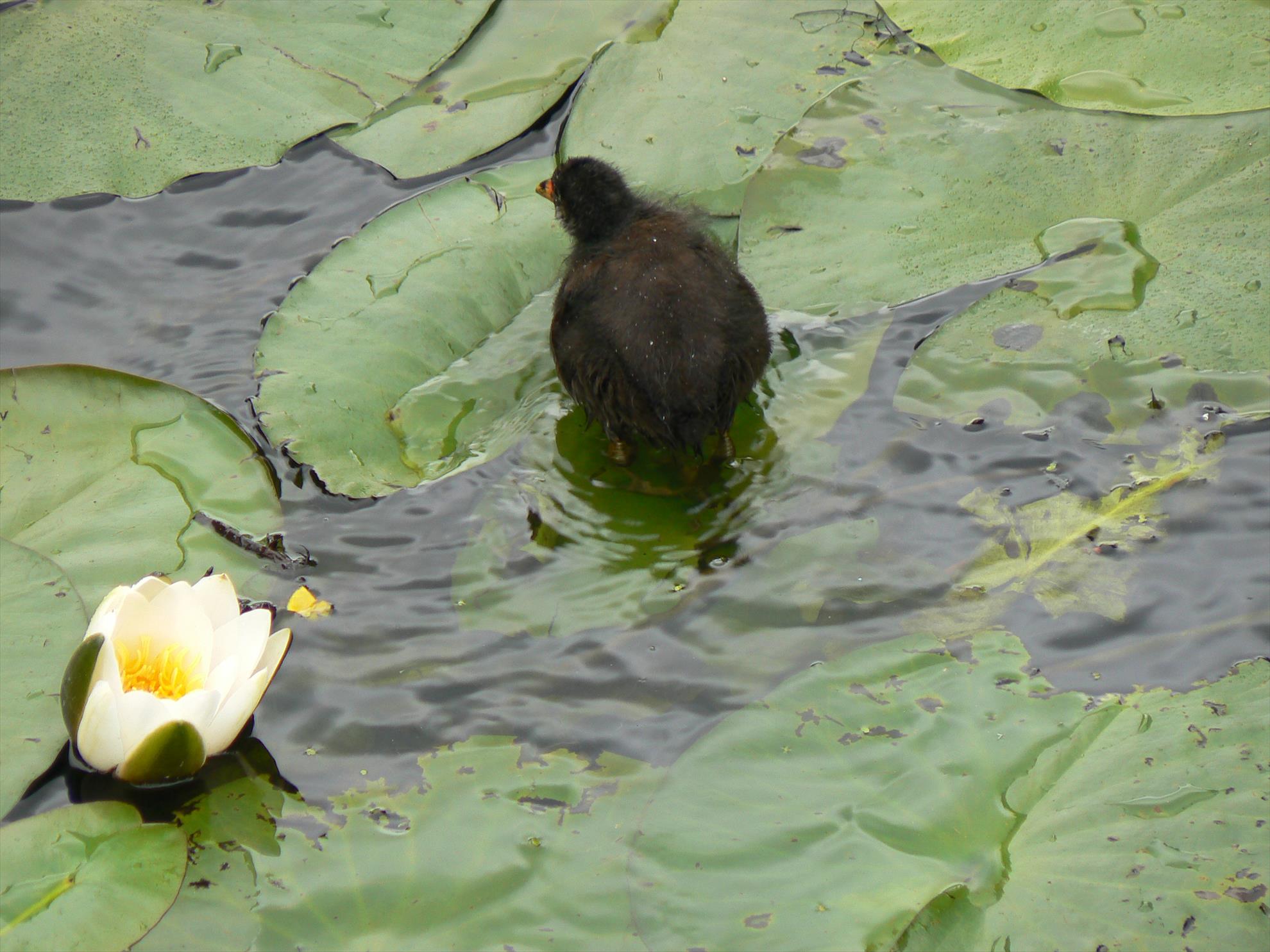 Pasari salbatice - p1030371.JPG